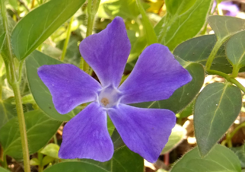 Vinca major (subsp. hirsuta?) - Apocynaceae